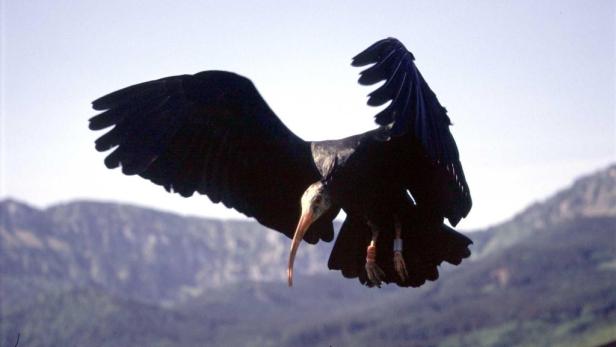 Ein Waldrapp fliegt vor einer Bergkulisse.