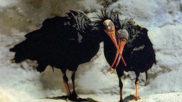 Zwei Waldrappe stehen eng beieinander.