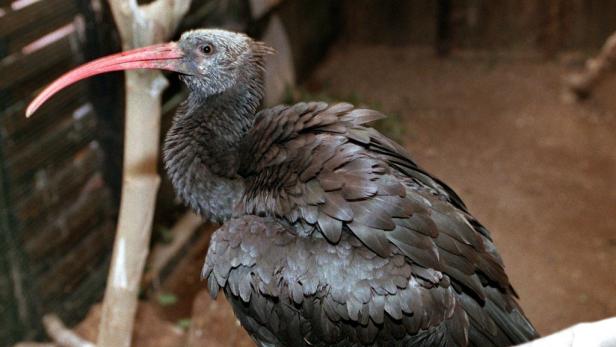 Ein Waldrapp mit seinem charakteristischen roten Schnabel sitzt auf einem Ast.