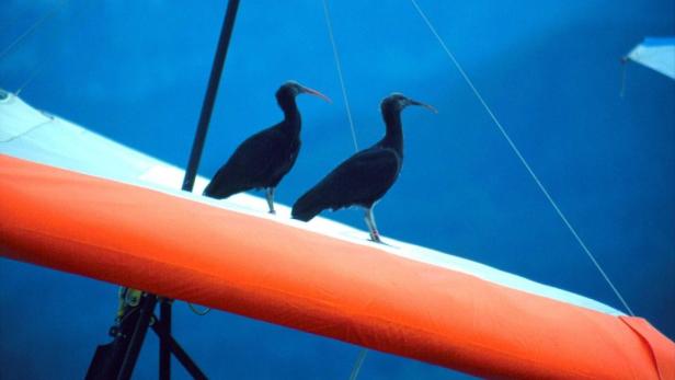 Zwei dunkle Vögel sitzen auf einem orangefarbenen Drachenflügel vor blauem Himmel.
