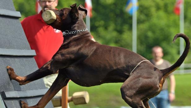 Ein brauner Dobermann klettert mit einem Holzklotz im Maul über eine Rampe.