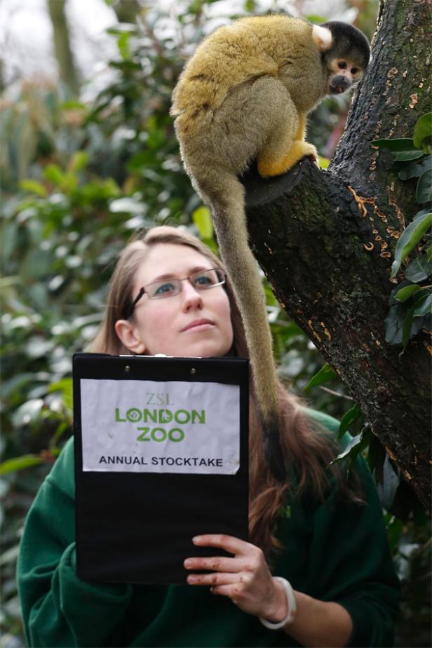 Alle zum Appell im Londoner Zoo