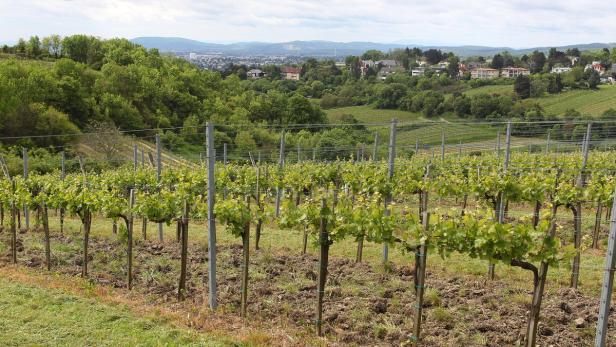 Ein Weinberg mit jungen Reben im Vordergrund und einer Stadt im Hintergrund.