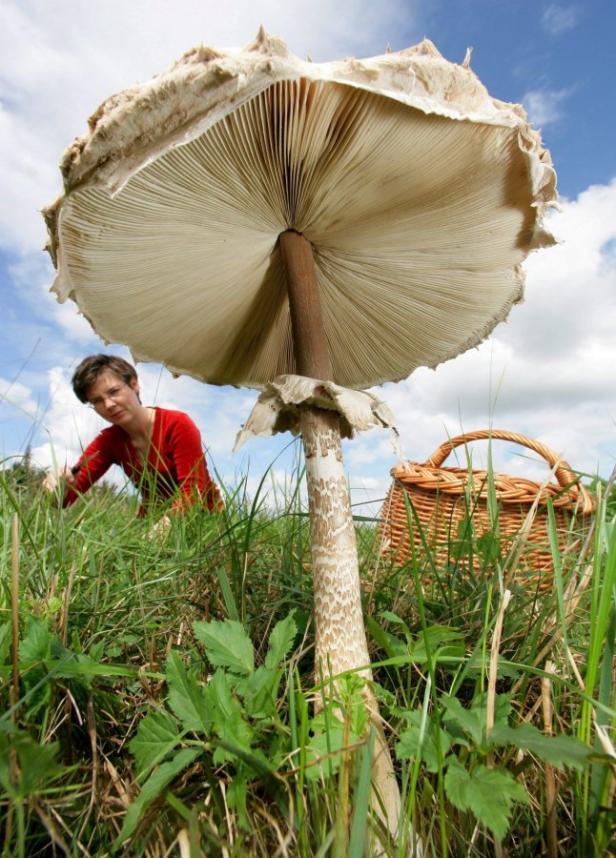 Eine Frau pflückt Pilze neben einem riesigen Parasolpilz und einem Korb.
