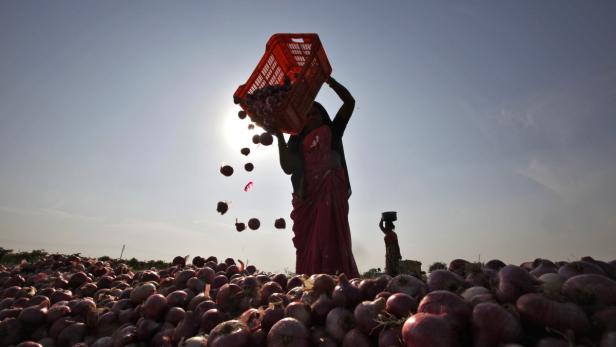 In Indien schießen die Zwiebelpreise in die Höhe