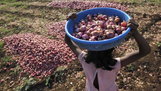 In Indien schießen die Zwiebelpreise in die Höhe