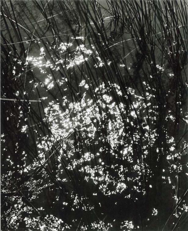Schilfhalme ragen aus dem Wasser, auf dem das Sonnenlicht glitzert.