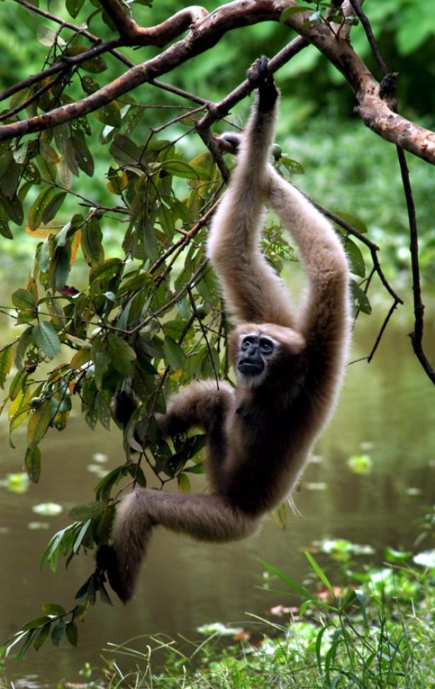 Darum haben die Gibbons lange Arme