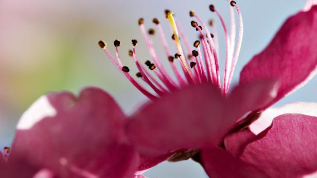 Nahaufnahme einer rosa Kirschblüte mit gelben Staubgefäßen.