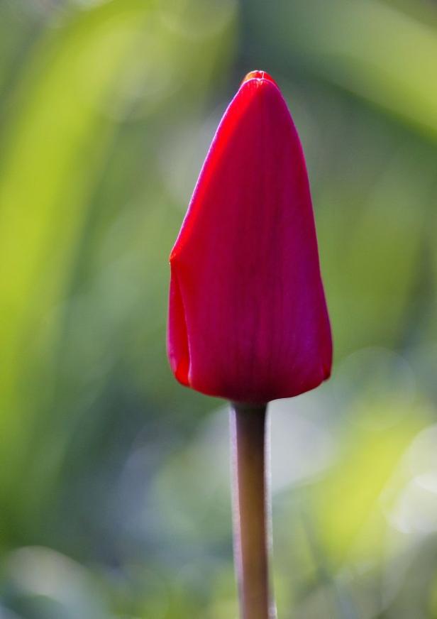 Eine rote Tulpe im Gegenlicht vor grünem Hintergrund.