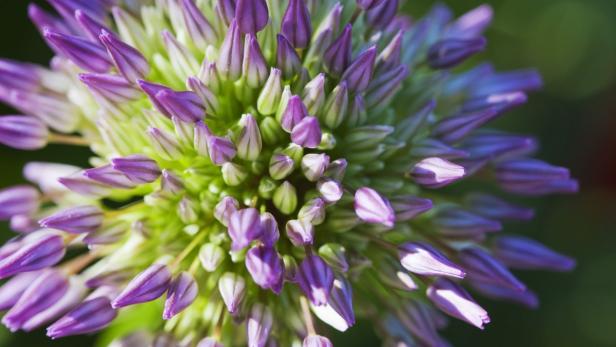 Nahaufnahme einer lila Alliumblüte im Knospenstadium.