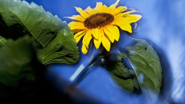 Eine einzelne Sonnenblume mit grünen Blättern vor einem blauen Hintergrund.