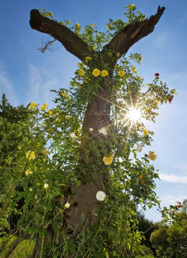 Ein Baumstamm ist von gelben und weißen Rosen umrankt, die Sonne scheint durch die Blüten.