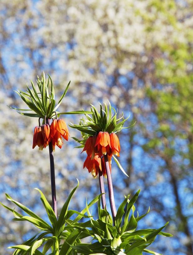 Zwei Kaiserkronen blühen vor einem verschwommenen Hintergrund aus Bäumen und blauem Himmel.