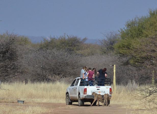 Geparden-Reportage Eine Gruppe von Menschen auf der Ladefläche eines Toyota-Pickups beobachtet Geparden.