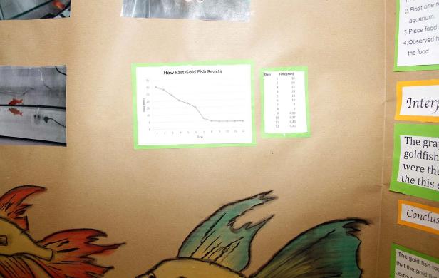 Eine Präsentation über das Verhalten von Goldfischen mit Grafiken und Beobachtungen.