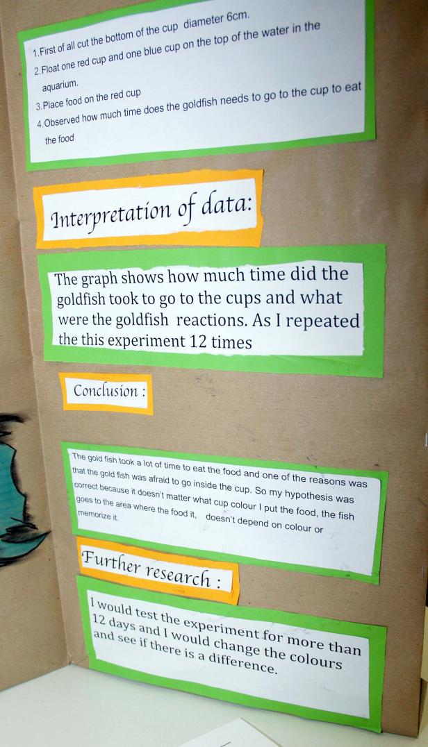 Ein Wissenschaftsprojekt über das Verhalten von Goldfischen in Bezug auf farbige Becher.