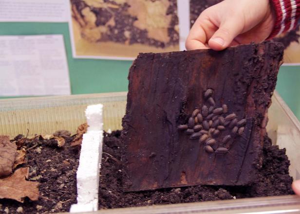 Eine Hand hält ein Stück Holz mit Kellerasseln in einem Terrarium.