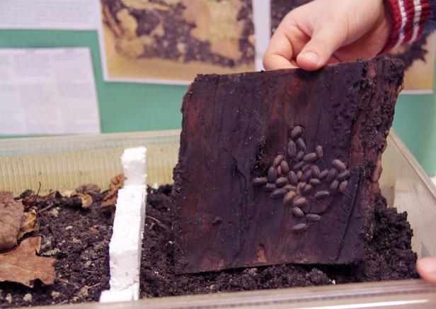 Eine Gruppe Kellerasseln sitzt auf einem Stück Holz in einem Terrarium.