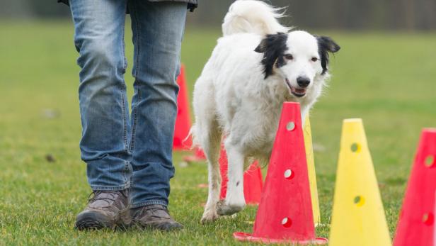 9 Tipps, wie Hunde am besten fürs Leben lernen