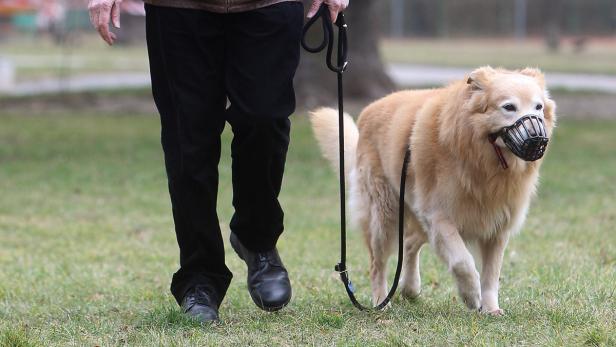 9 Tipps, wie Hunde am besten fürs Leben lernen