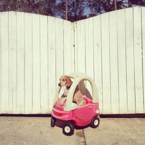 Ein Hund sitzt in einem kleinen, rosa Spielzeugauto vor einem weißen Holzzaun.