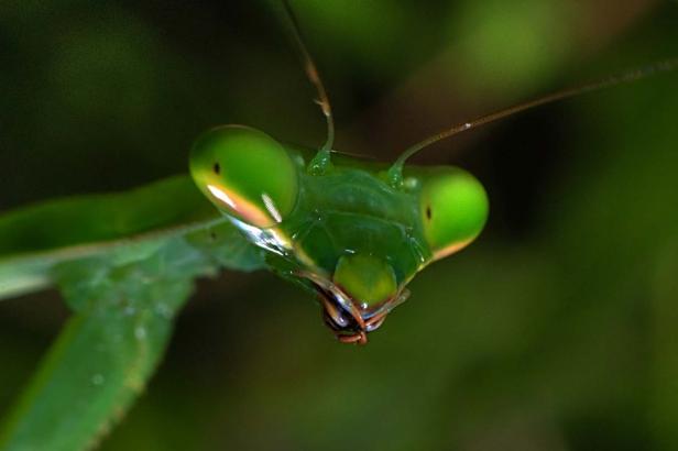 Die Gewinner des National Geographic Magazine Photo Contest 2012