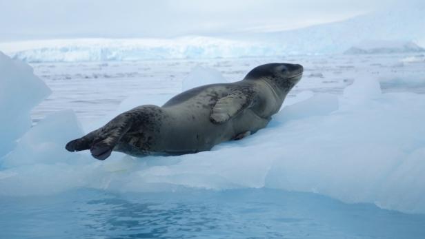 Antarktis: Expedition zu Pinguine, Eis & Meer