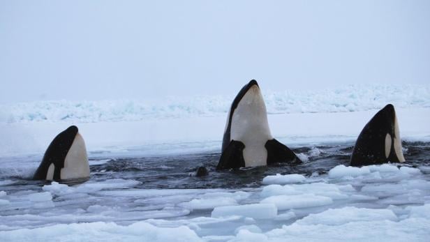 Orcas gefangen im Eis