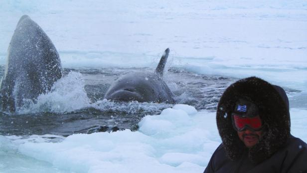 Orcas gefangen im Eis