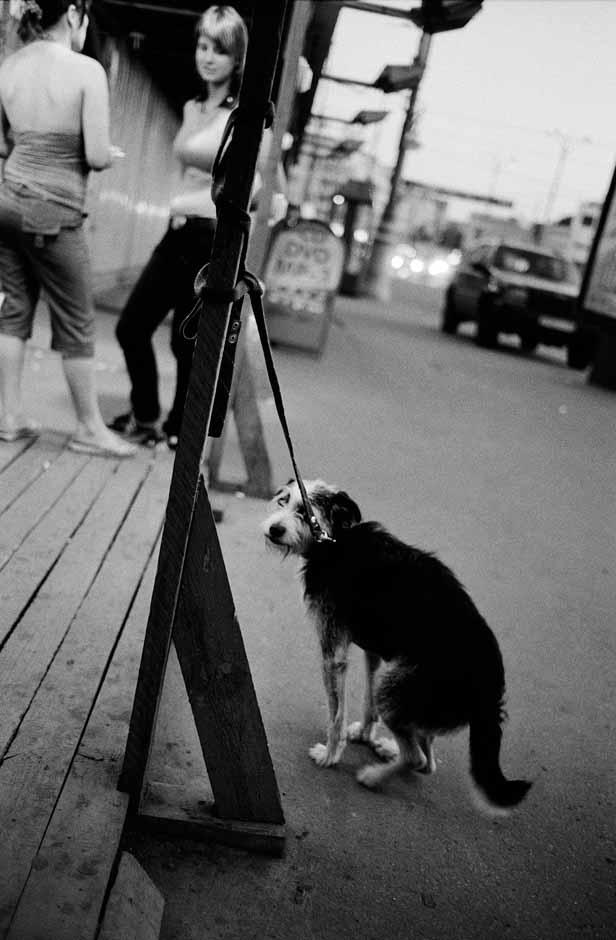 Ein angeleinter Hund wartet auf der Straße, während im Hintergrund Passanten zu sehen sind.