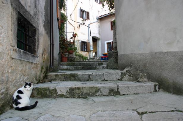 Eine schwarz-weiße Katze sitzt an einer Steintreppe in einer Gasse.