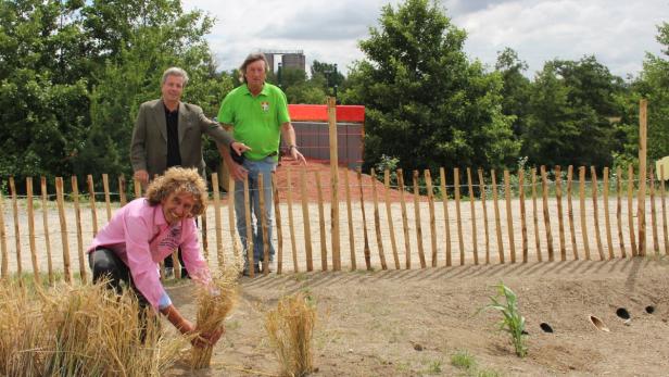 Hafer und Roggen sollen Ziesel weglocken