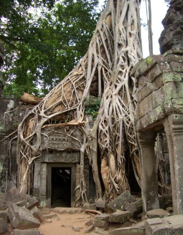 Die Wurzeln eines Baumes überwuchern ein altes Tempelgebäude.