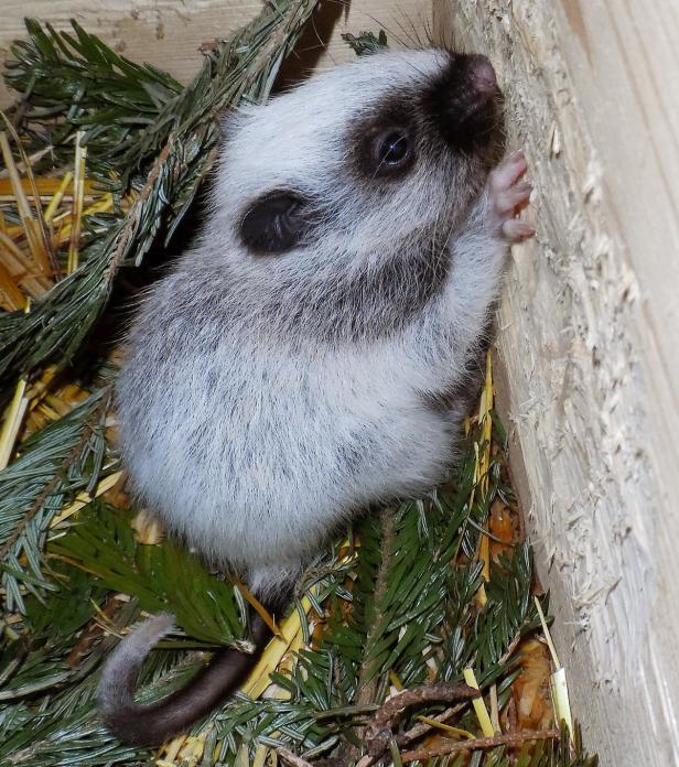 TIERGARTEN SCHÖNBRUNN: NACHWUCHS BEI DEN RIESENBOR Nachwuchs bei den Riesenborkenratten