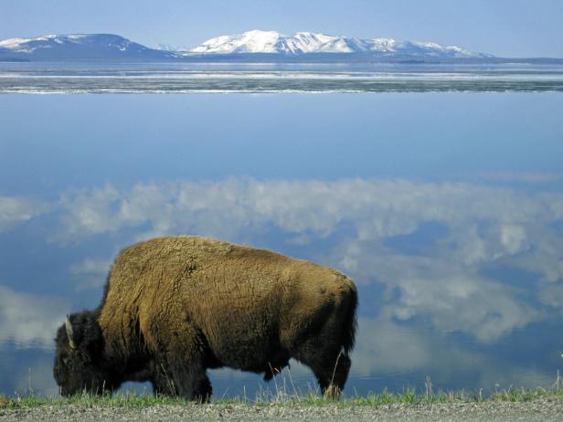 Ein Bison grast am Ufer eines Sees mit schneebedeckten Bergen im Hintergrund.