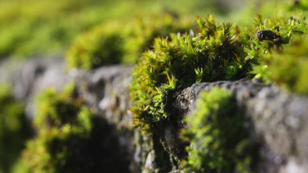 Nahaufnahme von grünem Moos, das auf einer grauen Oberfläche wächst.