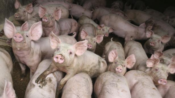 Viele Schweine drängen sich in einem Stall.