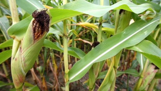 Ein Maiskolben wächst auf einem Feld.