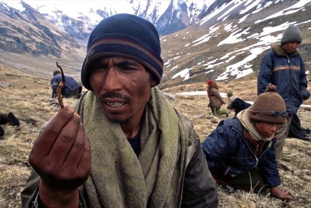 Ein Mann hält eine Raupenpilz-Art in der Hand, während andere im Hintergrund suchen.