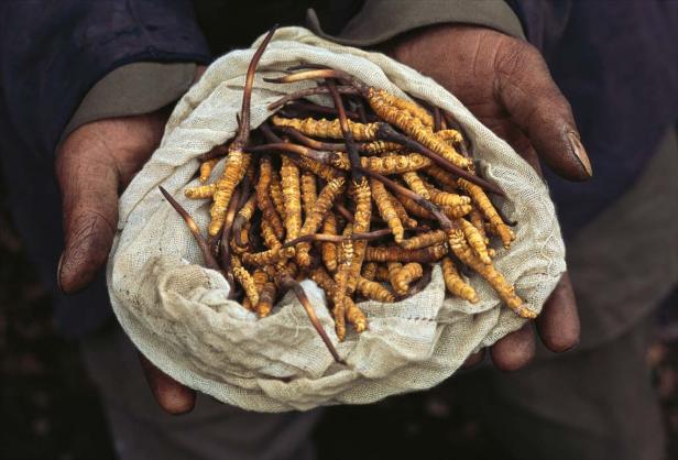 Ein Mann hält einen Sack voller Raupenpilze in seinen Händen.