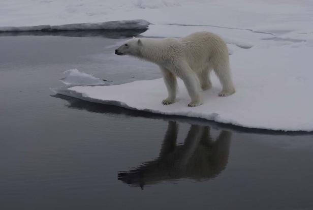 Ein Eisbär steht auf einer Eisscholle am Wasser.