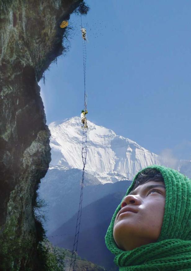 Ein Mann klettert eine lange Leiter an einer Klippe hinauf, um Honigwaben zu ernten, während ein anderer Mann zusieht.