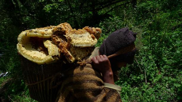 Eine Person trägt einen Korb voller Honigwaben auf dem Rücken.