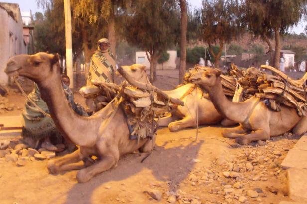 Drei beladene Kamele ruhen sich auf einem staubigen Platz aus.