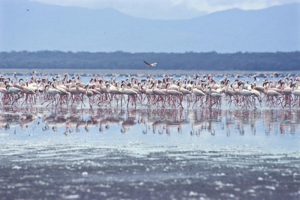 Eine große Gruppe Flamingos steht im flachen Wasser eines Sees.