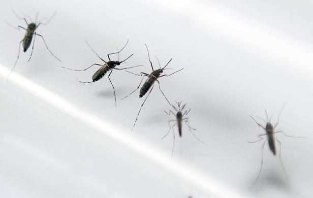 WHO erklärt globalen Zika-Notstand für beendet