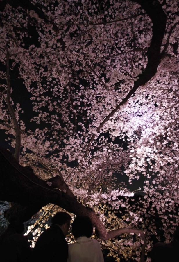 Ein blühender Baum mit rosa Blüten wird nachts von unten beleuchtet.