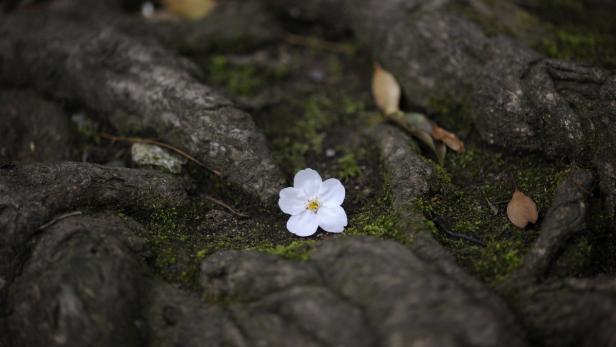 Eine einzelne weiße Blüte liegt auf den Wurzeln eines Baumes.
