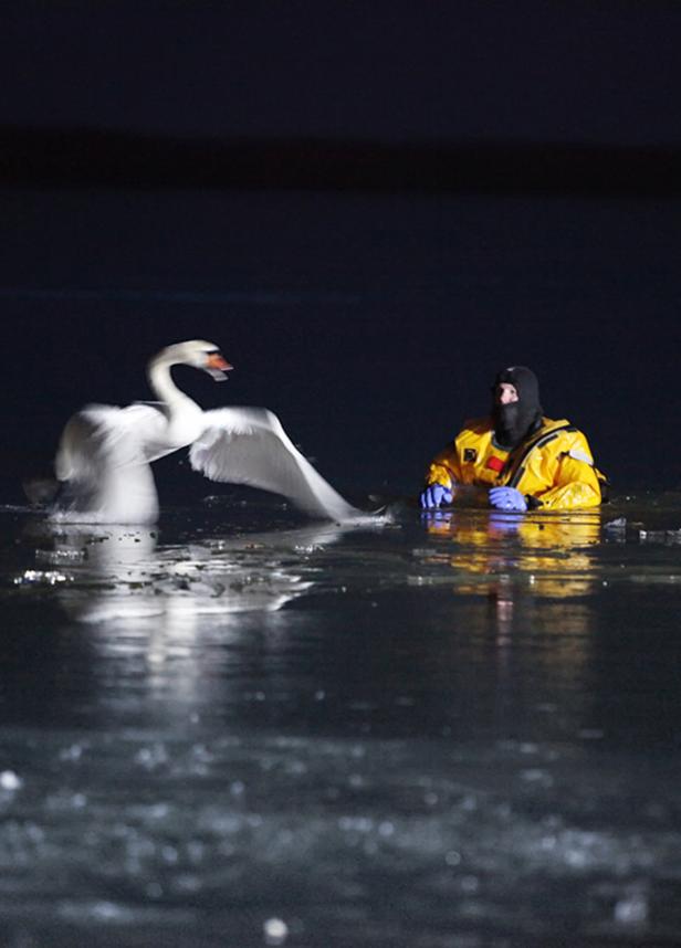 Schwan aus zugefrorenem Neusiedler See gerettet